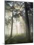 Pine Forest Backlight at Dawn in Umbe Mount, Biscay, Basque Country, Spain-Prisma-Mounted Photographic Print