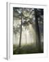 Pine Forest Backlight at Dawn in Umbe Mount, Biscay, Basque Country, Spain-Prisma-Framed Photographic Print