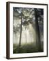 Pine Forest Backlight at Dawn in Umbe Mount, Biscay, Basque Country, Spain-Prisma-Framed Photographic Print