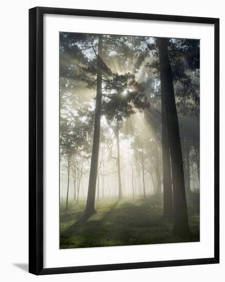 Pine Forest Backlight at Dawn in Umbe Mount, Biscay, Basque Country, Spain-Prisma-Framed Photographic Print