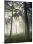 Pine Forest Backlight at Dawn in Umbe Mount, Biscay, Basque Country, Spain-Prisma-Mounted Photographic Print