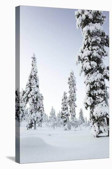 Pine Forest Covered in Snow in Lapland, Finland-Fran?oise Gaujour-Stretched Canvas