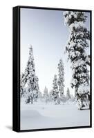 Pine Forest Covered in Snow in Lapland, Finland-Fran?oise Gaujour-Framed Stretched Canvas