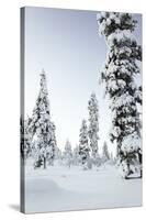 Pine Forest Covered in Snow in Lapland, Finland-Fran?oise Gaujour-Stretched Canvas