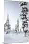 Pine Forest Covered in Snow in Lapland, Finland-Fran?oise Gaujour-Mounted Premium Photographic Print