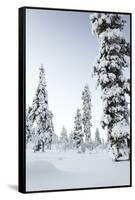 Pine Forest Covered in Snow in Lapland, Finland-Fran?oise Gaujour-Framed Stretched Canvas