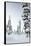 Pine Forest Covered in Snow in Lapland, Finland-Fran?oise Gaujour-Framed Stretched Canvas