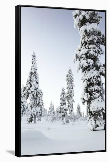 Pine Forest Covered in Snow in Lapland, Finland-Fran?oise Gaujour-Framed Stretched Canvas