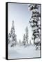 Pine Forest Covered in Snow in Lapland, Finland-Fran?oise Gaujour-Framed Stretched Canvas