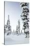 Pine Forest Covered in Snow in Lapland, Finland-Fran?oise Gaujour-Stretched Canvas