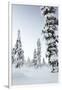 Pine Forest Covered in Snow in Lapland, Finland-Fran?oise Gaujour-Framed Photographic Print