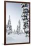 Pine Forest Covered in Snow in Lapland, Finland-Fran?oise Gaujour-Framed Photographic Print