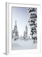 Pine Forest Covered in Snow in Lapland, Finland-Fran?oise Gaujour-Framed Photographic Print
