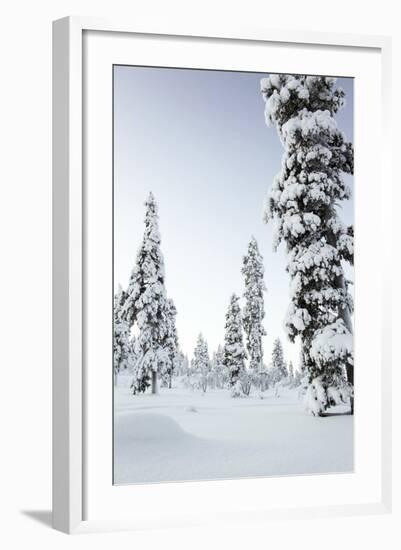 Pine Forest Covered in Snow in Lapland, Finland-Fran?oise Gaujour-Framed Photographic Print