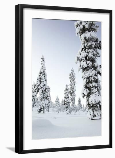 Pine Forest Covered in Snow in Lapland, Finland-Fran?oise Gaujour-Framed Photographic Print