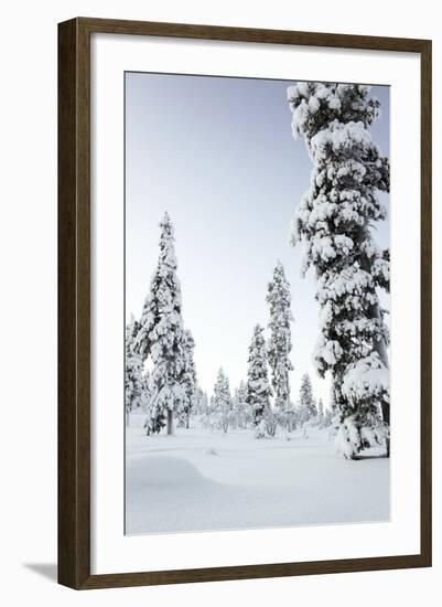 Pine Forest Covered in Snow in Lapland, Finland-Fran?oise Gaujour-Framed Photographic Print