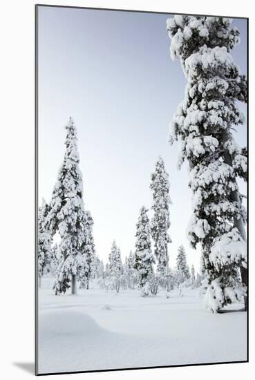 Pine Forest Covered in Snow in Lapland, Finland-Fran?oise Gaujour-Mounted Photographic Print