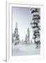 Pine Forest Covered in Snow in Lapland, Finland-Fran?oise Gaujour-Framed Photographic Print