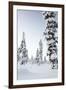 Pine Forest Covered in Snow in Lapland, Finland-Fran?oise Gaujour-Framed Photographic Print