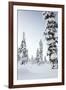 Pine Forest Covered in Snow in Lapland, Finland-Fran?oise Gaujour-Framed Photographic Print