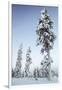 Pine Forest in Lapland, Finland-Françoise Gaujour-Framed Premium Photographic Print
