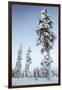 Pine Forest in Lapland, Finland-Françoise Gaujour-Framed Premium Photographic Print