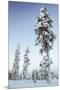 Pine Forest in Lapland, Finland-Françoise Gaujour-Mounted Premium Photographic Print