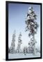 Pine Forest in Lapland, Finland-Françoise Gaujour-Framed Premium Photographic Print