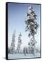 Pine Forest in Lapland, Finland-Françoise Gaujour-Framed Stretched Canvas