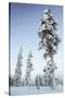 Pine Forest in Lapland, Finland-Françoise Gaujour-Stretched Canvas