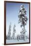 Pine Forest in Lapland, Finland-Françoise Gaujour-Framed Photographic Print