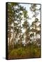 Pine Forest in Long Pine Area of Everglades NP-Terry Eggers-Framed Stretched Canvas