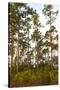 Pine Forest in Long Pine Area of Everglades NP-Terry Eggers-Stretched Canvas