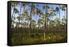 Pine Forest in Long Pine Area of Everglades NP-Terry Eggers-Framed Stretched Canvas