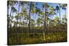 Pine Forest in Long Pine Area of Everglades NP-Terry Eggers-Stretched Canvas