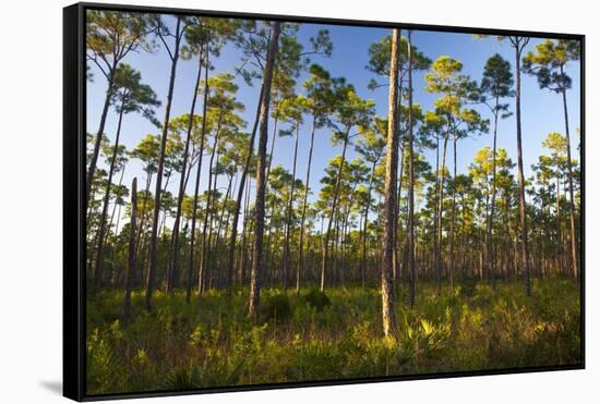 Pine Forest in Long Pine Area of Everglades NP-Terry Eggers-Framed Stretched Canvas