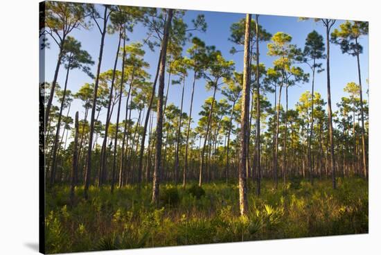 Pine Forest in Long Pine Area of Everglades NP-Terry Eggers-Stretched Canvas