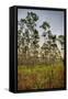 Pine Forest in Long Pine Area of Everglades NP-Terry Eggers-Framed Stretched Canvas