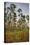 Pine Forest in Long Pine Area of Everglades NP-Terry Eggers-Stretched Canvas