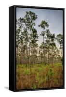 Pine Forest in Long Pine Area of Everglades NP-Terry Eggers-Framed Stretched Canvas