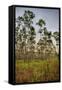 Pine Forest in Long Pine Area of Everglades NP-Terry Eggers-Framed Stretched Canvas