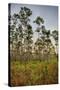 Pine Forest in Long Pine Area of Everglades NP-Terry Eggers-Stretched Canvas