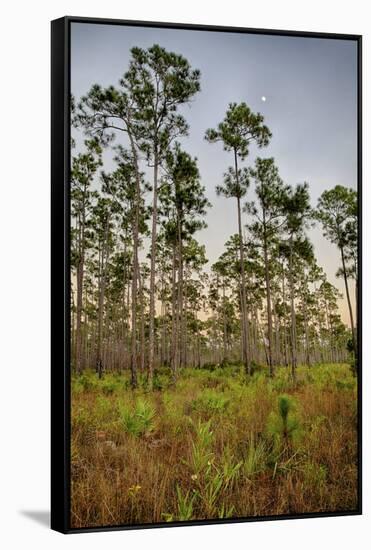 Pine Forest in Long Pine Area of Everglades NP-Terry Eggers-Framed Stretched Canvas