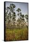 Pine Forest in Long Pine Area of Everglades NP-Terry Eggers-Framed Stretched Canvas