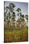 Pine Forest in Long Pine Area of Everglades NP-Terry Eggers-Stretched Canvas