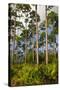 Pine Forest in Long Pine Area of Everglades NP-Terry Eggers-Stretched Canvas