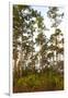 Pine Forest in Long Pine Area of Everglades NP-Terry Eggers-Framed Photographic Print