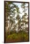 Pine Forest in Long Pine Area of Everglades NP-Terry Eggers-Framed Photographic Print