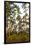 Pine Forest in Long Pine Area of Everglades NP-Terry Eggers-Framed Photographic Print