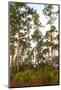 Pine Forest in Long Pine Area of Everglades NP-Terry Eggers-Mounted Photographic Print